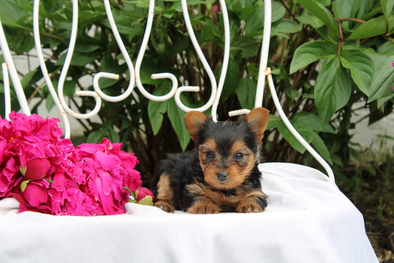 puppy, for, sale, Yorkshire Terrier, Matthew B. Stoltzfus, dog, breeder, Gap, PA, dog-breeder, puppy-for-sale, forsale, nearby, find, puppyfind, locator, puppylocator, aca